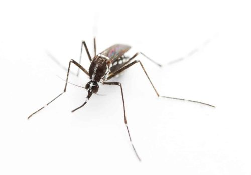 Aedes albopictus is a main vector of Chikungunya virus