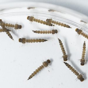 Aedes larvae