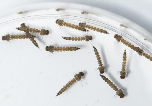 Aedes larvae