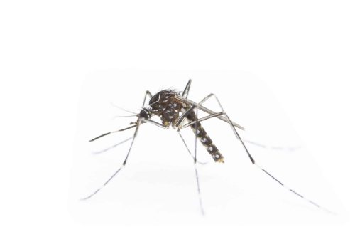 Australia's most common backyard mosquito and a frequent subject of MARC research.