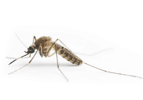 Culex annulirostris is the main vector of Ross River virus in Australia.