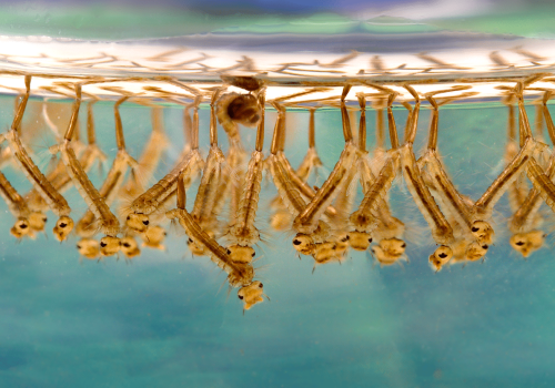 Culex sp. larvae