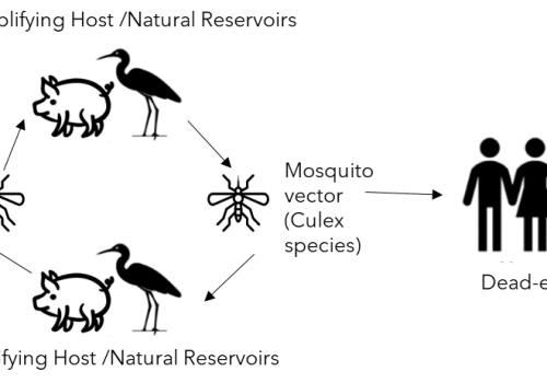 An overview of the transmission cycle of JEV