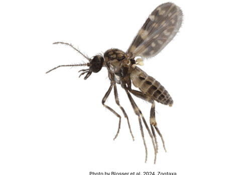 A female biting midge (Culicoides sp.)