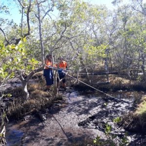 Setting-up-experiment-in-mangrove-forest