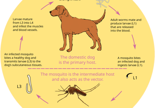 https://commons.wikimedia.org/wiki/File:Dirofilaria_immitis_lifecycle.svg