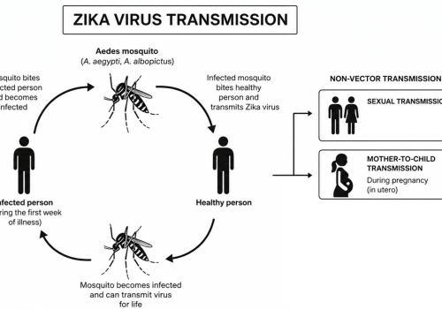 Zika transmission