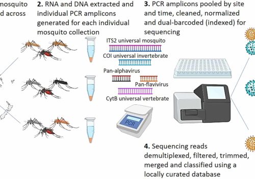 Workflow of the described all-in-one multi-loci metabarcoding approach to mosquito and arbovirus xenosurveillance.