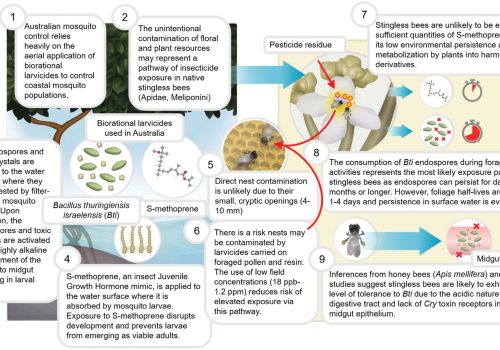 A summary of potential exposure pathways to mosquito control larvicides in coastal treatment sites.