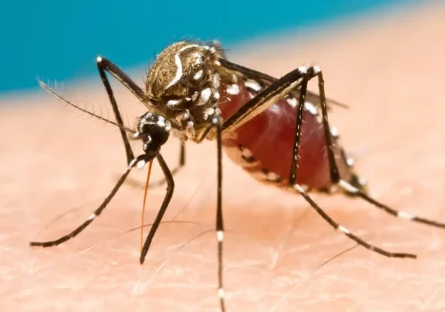 A female Aedes aegypti blood-feeding on a human host